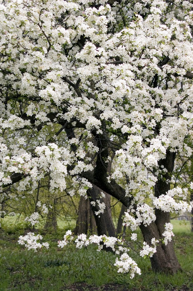 Blossoming tree